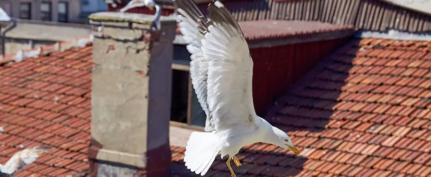 Residential Chimney Animal Removal Solution in Lake Magdalene, FL
